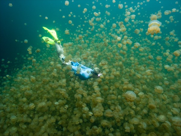 Озеро Медуз, Палау 1